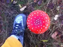Fliegenpilz mit Größenvergleich.webp