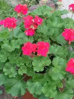 141103  Frühling oder Herbst.webp