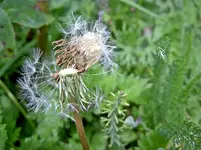 Copy of Pusteblume v.webp