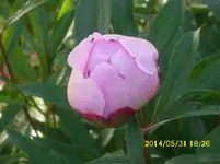 der Garten 318.webp
