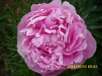 der Garten 321.webp