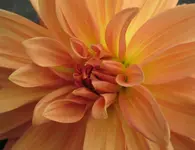 dahlieeeee.webp