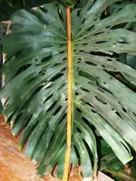 K800_P1160285.webp