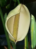 K800_P1160283.webp