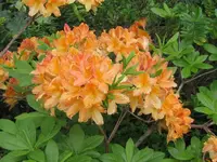 IMG_0034v.webp