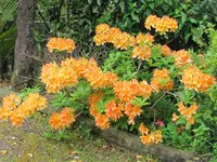 IMG_0035v.webp