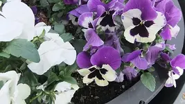 026.webp