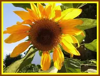 006.webp