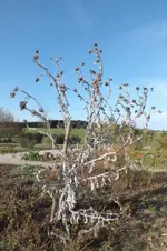 eselsdistel.webp