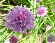 Schnittlauchv.webp