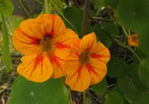 DSCF8950 (2).webp