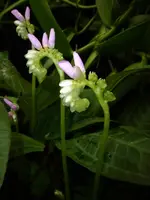 P1230280.webp