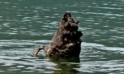 Lake Rotoiti 11.3.2011 (138)v.webp
