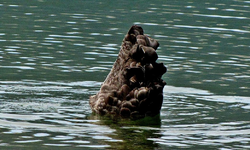 Copy of Lake Rotoiti 11.3.2011 (138)v.webp