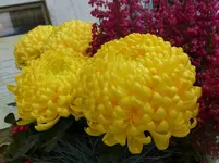 P1230419.webp