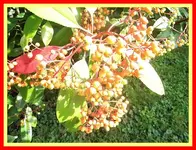 015.webp