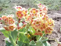 primula pubescens 2.webp