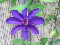015.webp