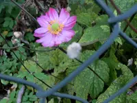 CIMG9527.webp