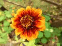 CIMG9507.webp