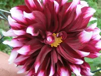 CIMG9533.webp