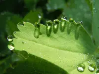 Grün_00006.webp