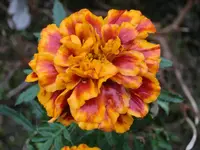 CIMG9522.webp