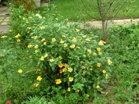 CIMG9528.webp