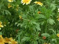 CIMG9529.webp