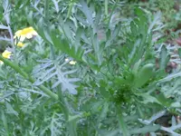 CIMG9531.webp