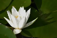 Weiß_0004.webp