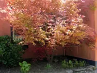 2. Garden (27)v.webp