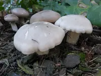 P1230340.webp