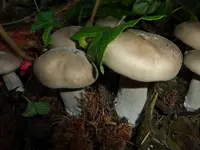 P1230338.webp