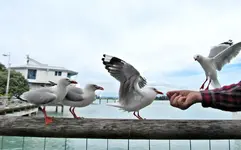 Copy of IMG_9674v.webp