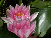 P1100691.webp
