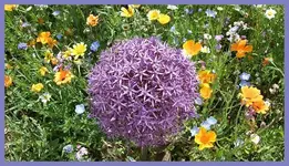 160.webp