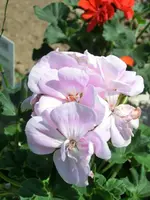 CIMG7283.webp