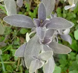 Salbei v.webp