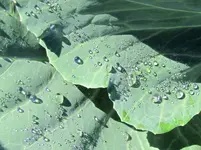 Kullertraenchen... v.webp
