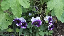 210.webp