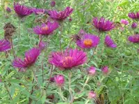 Bild 533.webp