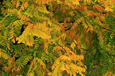 Goldrobinie_gelb_golden_Grün_Herbstlaub_05112014_800.webp