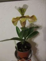 CIMG5833.webp