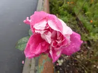 P1230433.webp