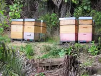 Bienenstoecke v.webp