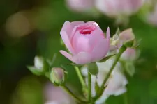 DSC_1231_35489.webp
