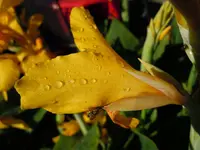 Gelb_0001.webp