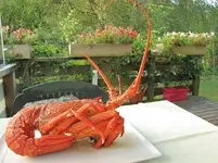 IMG_4839Crayfish - Hummer v.webp