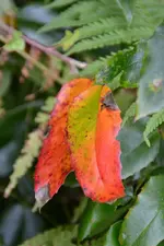 Herbst_28758.webp